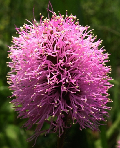 {Mimosa strigillosa}